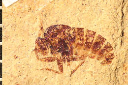 Image of Sciomyza