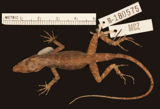 Image de Anolis lineatopus neckeri Grant 1940