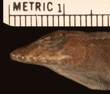 Image of Anolis lineatopus neckeri Grant 1940