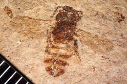 Image of Lithandrena saxorum