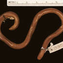 Image of Kakamega blind-snake
