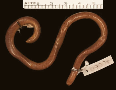 Image of Kakamega blind-snake