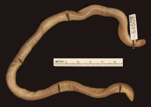 Image of Liwale blind-snake
