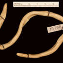 Image of Tanga Worm Snake