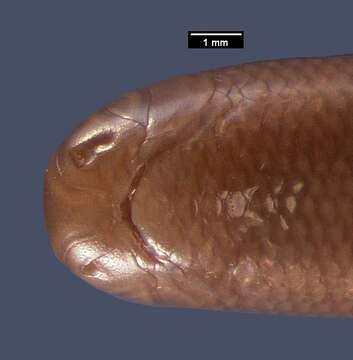 Image of Kakamega blind-snake