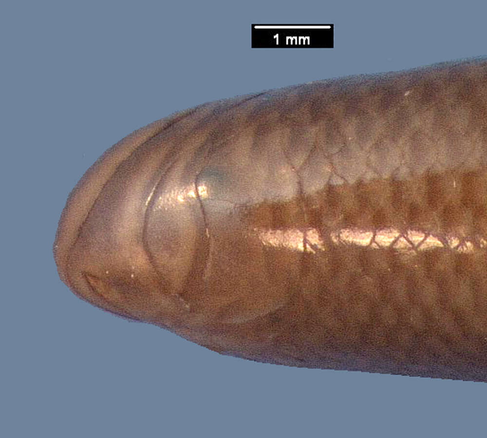 Image of Kakamega blind-snake