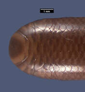 Image of Kakamega blind-snake