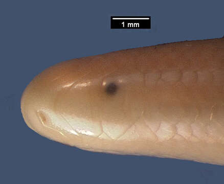 Image of Tanga Worm Snake