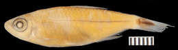 Image of Moenkhausia cotinho Eigenmann 1908