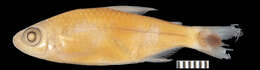 Image of Moenkhausia cotinho Eigenmann 1908