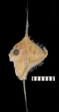 Image of Xenolepidichthys