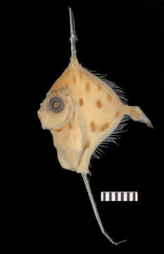 Image of Xenolepidichthys