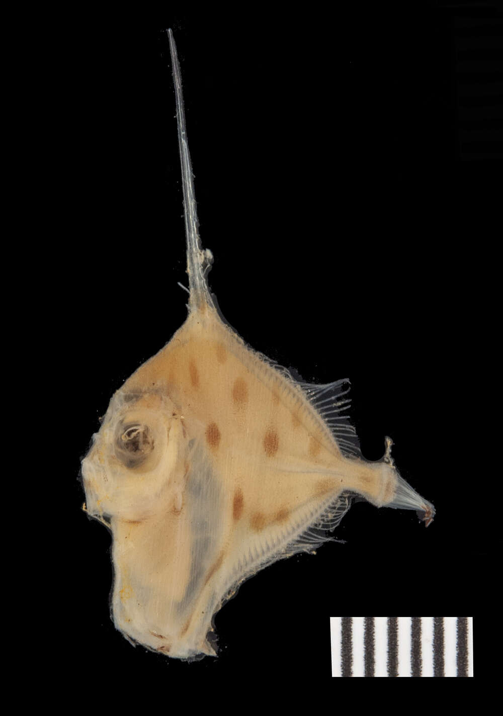 Image of Xenolepidichthys