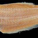 Image of Schroeder’s deepsea herring