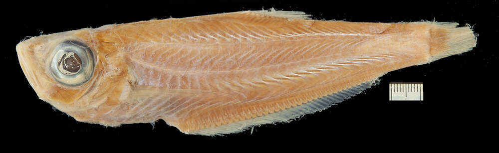 Image of Schroeder’s deepsea herring