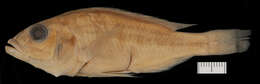 Image of Haplochromis welcommei Greenwood 1966