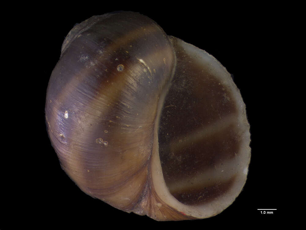 Image of Paludomus petrosus (Gould 1844)