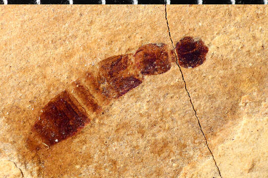 Imagem de <i>Lathrobium abscessum</i> Scudder 1876