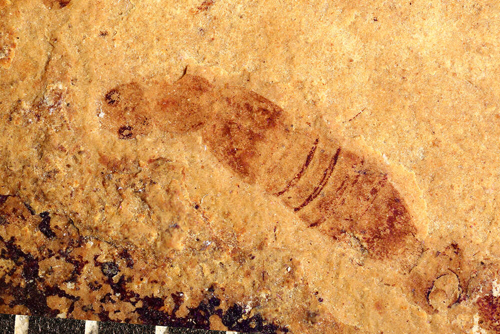Image of <i>Lathrobium abscessum</i> Scudder 1876