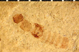 Image of <i>Lathrobium abscessum</i> Scudder 1876