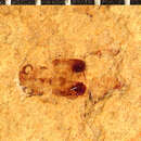 Image of <i>Staphylinites obsoletum</i> Scudder 1876