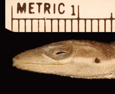 Image of Anolis olssoni extentus Schwartz 1981