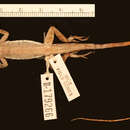 Image of Sharp-mouthed lizard