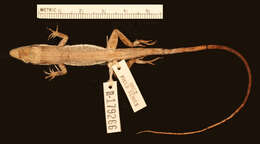 Image of Sharp-mouthed lizard