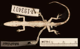 Image of Cabral Anole