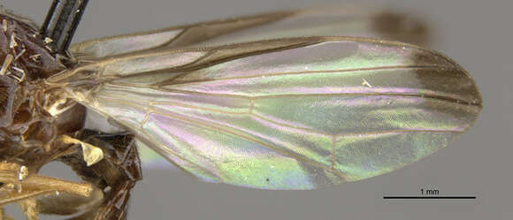 Image of <i>Seioptera dubiosa</i>