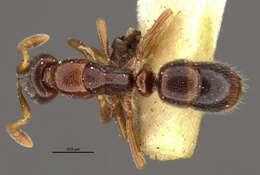 Image of Hypoponera scitula (Clark 1934)