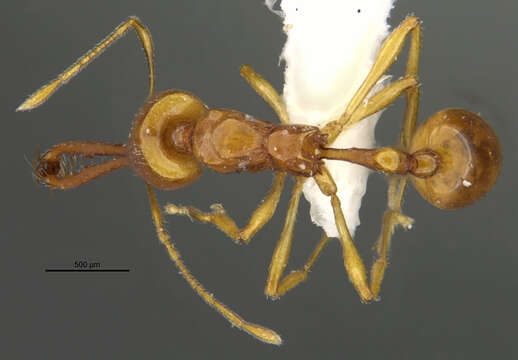 Image of Acanthognathus teledectus Brown & Kempf 1969