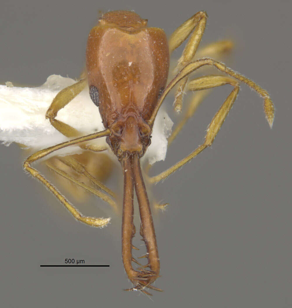 Image of Acanthognathus teledectus Brown & Kempf 1969