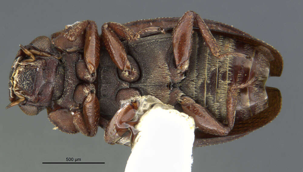 Image of Parhydraenida bubrunipes Perkins 1980