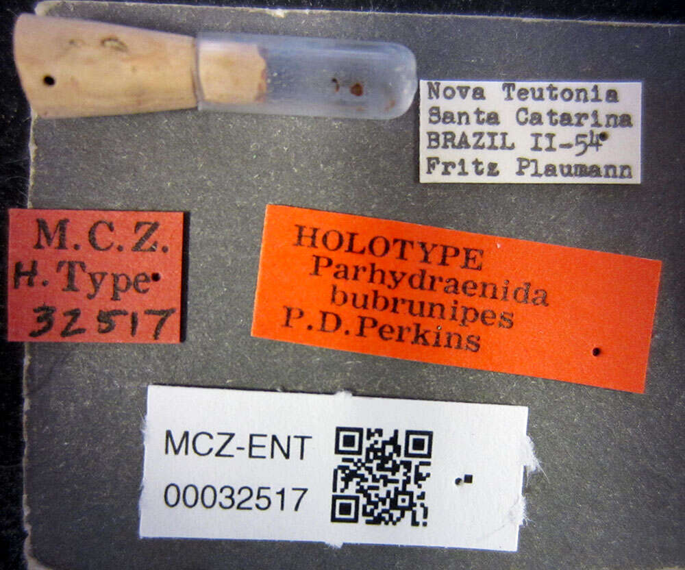 Image of Parhydraenida bubrunipes Perkins 1980