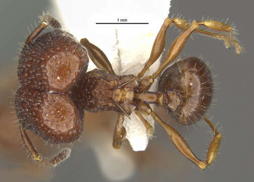 Image of Acanthomyrmex basispinosus Moffett 1986