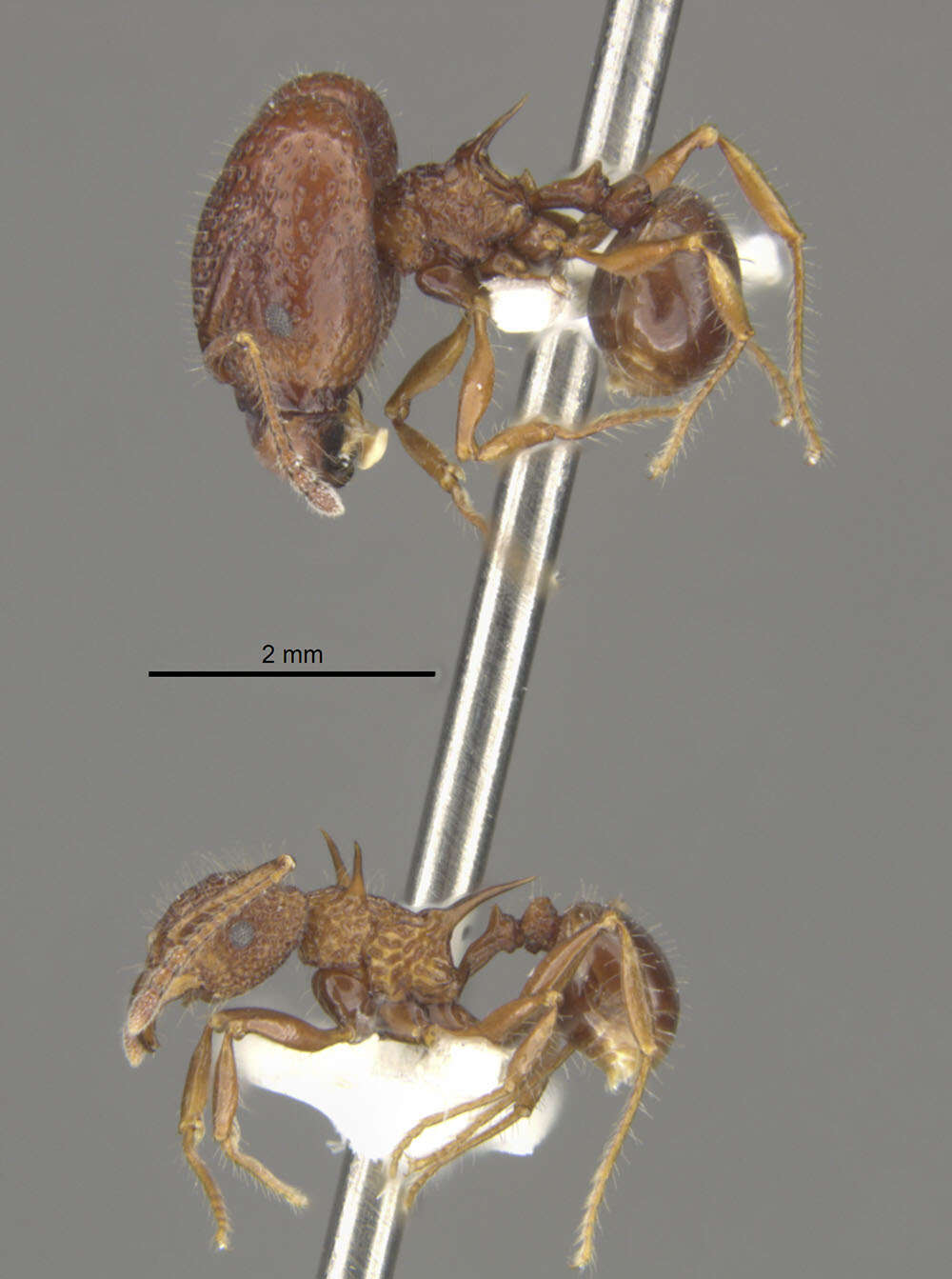 Image of Acanthomyrmex basispinosus Moffett 1986