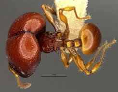 Image of Acanthomyrmex foveolatus Moffett 1986