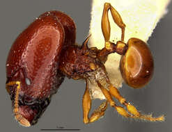 Image of Acanthomyrmex foveolatus Moffett 1986