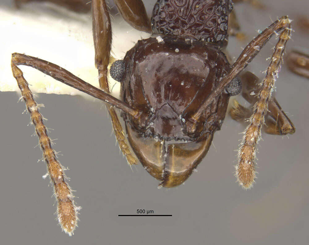 Image of Acanthomyrmex laevis Moffett 1986