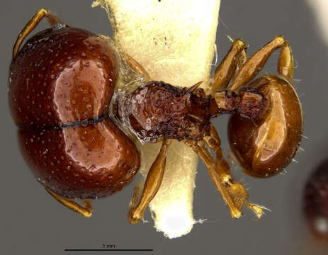 Image of Acanthomyrmex mindanao Moffett 1986