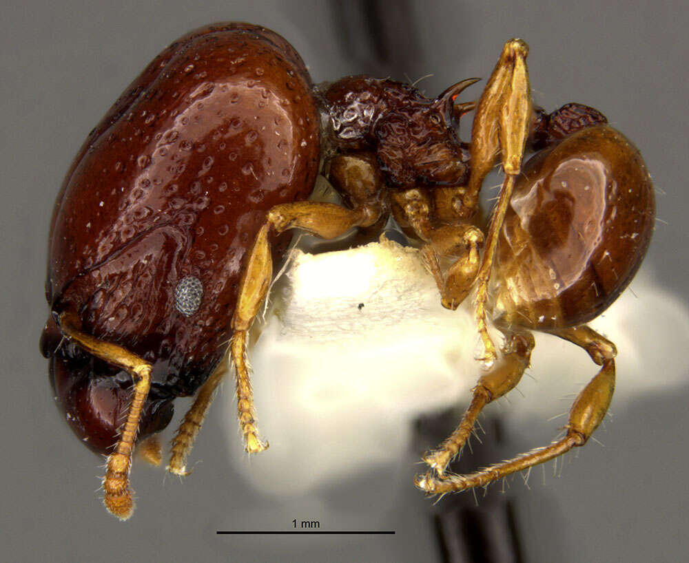 Image of Acanthomyrmex mindanao Moffett 1986