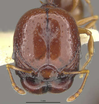 Image of Acanthomyrmex mindanao Moffett 1986