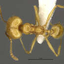 Image of <i>Pheidole midas</i>