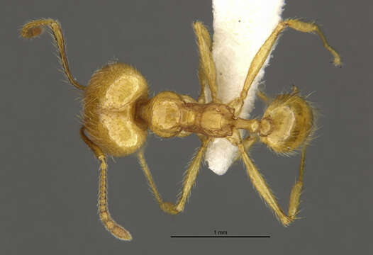 Imagem de <i>Pheidole midas</i>