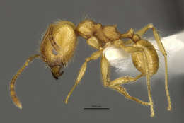 Слика од <i>Pheidole midas</i>