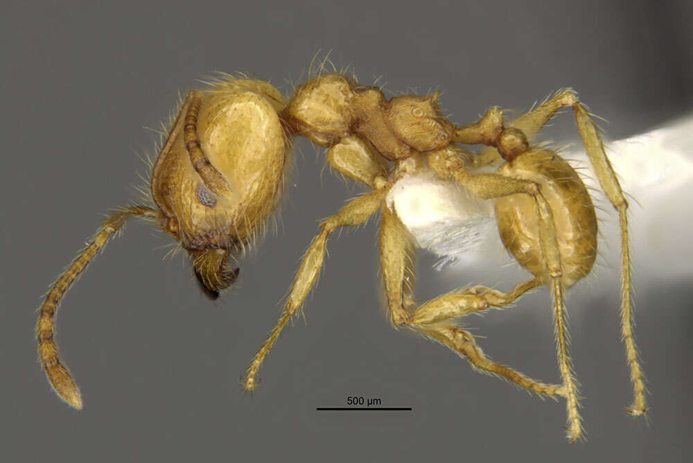 Image of <i>Pheidole midas</i>