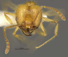 Image of <i>Pheidole midas</i>