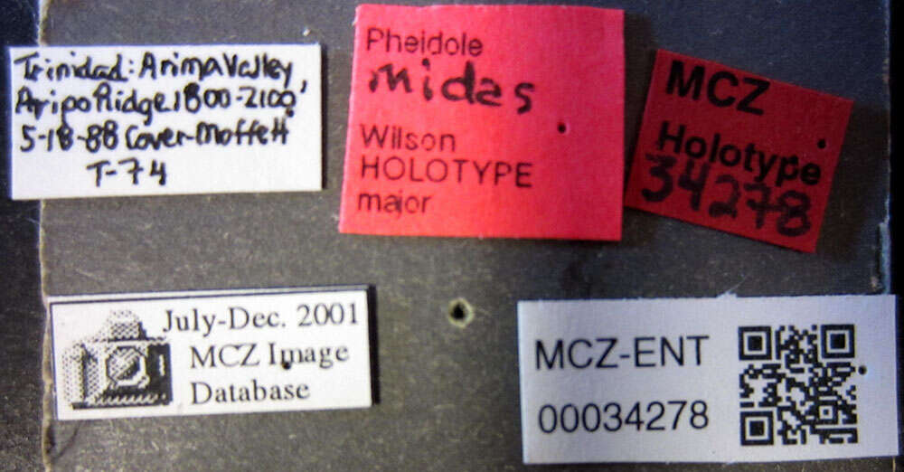 Image of <i>Pheidole midas</i>