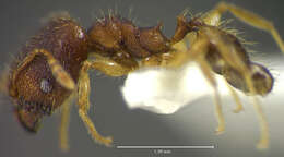 Image of <i>Pheidole oaxacana</i>